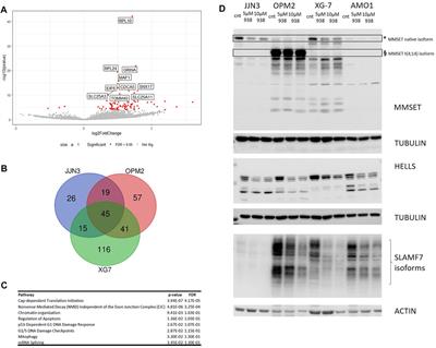 Inhibition of the Protein Arginine Methyltransferase PRMT5 in High-Risk Multiple Myeloma as a Novel Treatment Approach